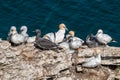 Adult and gannet chicks, morus bassanus, gannets Royalty Free Stock Photo