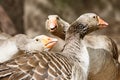 Adult geese are discussing. Conspirators Royalty Free Stock Photo