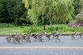 Adult geese and goslings