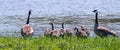 Adult geese stand guard over family Royalty Free Stock Photo