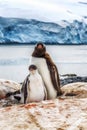 Adult Gentoo and chicks Antarctica