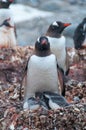 Adult Gentoo and chicks Antarctica