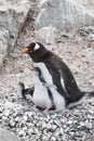 Adult Gentoo penguiN with chick. Royalty Free Stock Photo