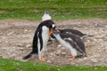 Adult Gentoo penguin with chick Royalty Free Stock Photo