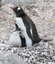 Adult Gentoo penguiN with chick. Royalty Free Stock Photo