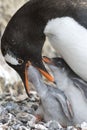 Adult Gentoo penguiN with chick. Royalty Free Stock Photo