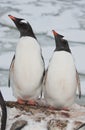 Adult gentoo penguin couple.