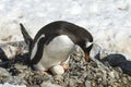 Adult Gentoo penguin with egg