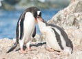 Adult gentoo penguin feeding chick. Royalty Free Stock Photo