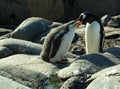 Adult gentoo penguin feeding a chick