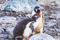 Adult Gentoo Penguin feeding its chick with krill in the Antarctic Peninsula, Antarctica