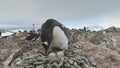 Adult gentoo penguin take care egg camera view Royalty Free Stock Photo