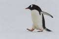 Adult gentoo penguin waddling on snow