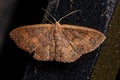 Adult Geometer Moth Royalty Free Stock Photo