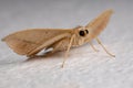 Adult Geometer Moth mimicking a dry leaf