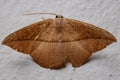 Adult Geometer Moth mimicking a dry leaf