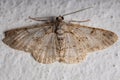 Adult Geometer Moth
