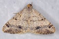 Adult Geometer Moth