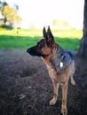 Adult German shepard dog