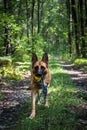 Adult German Shepherd Active Dog, Exercises in Forest, Helthy Lifestyle Royalty Free Stock Photo