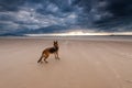 Adult German Shepherd Dog on Beach at Stormy Weather. Dog portrait Royalty Free Stock Photo