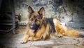 Adult German Shepherd in a portrait photo. A large dog lies peacefully on a concrete cube. Small depth of field.