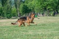 Adult German Shepherd Running Through the Grass