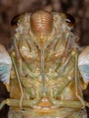 Adult Giant Cicada