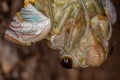 Adult Giant Cicada