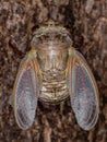 Adult Giant Cicada