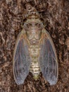 Adult Giant Cicada