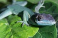 Giant haitian anole on leaves