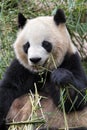 Adult Giant Panda eating bamboo, Chengdu China