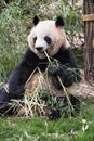 Adult Giant Panda eating bamboo, Chengdu China