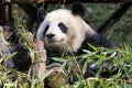 Adult Giant Panda eating bamboo, Chengdu China