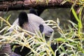 Adult Giant Panda eating bamboo, Chengdu China Royalty Free Stock Photo