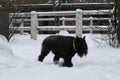 Adult Giant Schnauzer is trotting through the snow