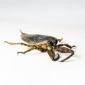 Adult Giant Water Bug isolated on a white backdrop Royalty Free Stock Photo