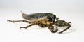 Adult Giant Water Bug isolated on a white backdrop Royalty Free Stock Photo