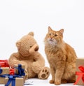 Adult ginger cat sitting in the middle of boxes wrapped in brown paper and tied with silk ribbon Royalty Free Stock Photo