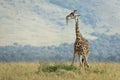 Adult giraffe eating a green bush in open plains of Masai Mara Kenya Royalty Free Stock Photo