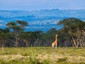 Adult giraffe eating leaves on a tree