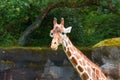 A giraffe looks across its exhibit at the zoo