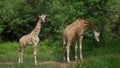 An adult giraffe mother eating green leaves and a young baby giraffe standing nearby. Beautiful exotic fauna of Africa