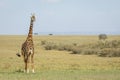 Horizontal portrait of an adult giraffe standing in grassy plains of Masai Mara in Kenya Royalty Free Stock Photo