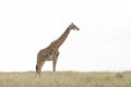 Single adult giraffe standing in grassy plains of Masai Mara with white sky in background in Masai Mara