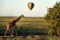 Adult giraffe walking to the right with hot air balloon in the background