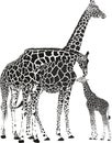 Adult giraffes and baby giraffe