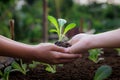 Adult give seedling salad vegetables to child and holding together in hands to planting in soil in the organic farm. Royalty Free Stock Photo