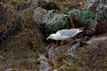 Adult glaucous-winged sea gull picks through seaweed and kelp at low tide Royalty Free Stock Photo